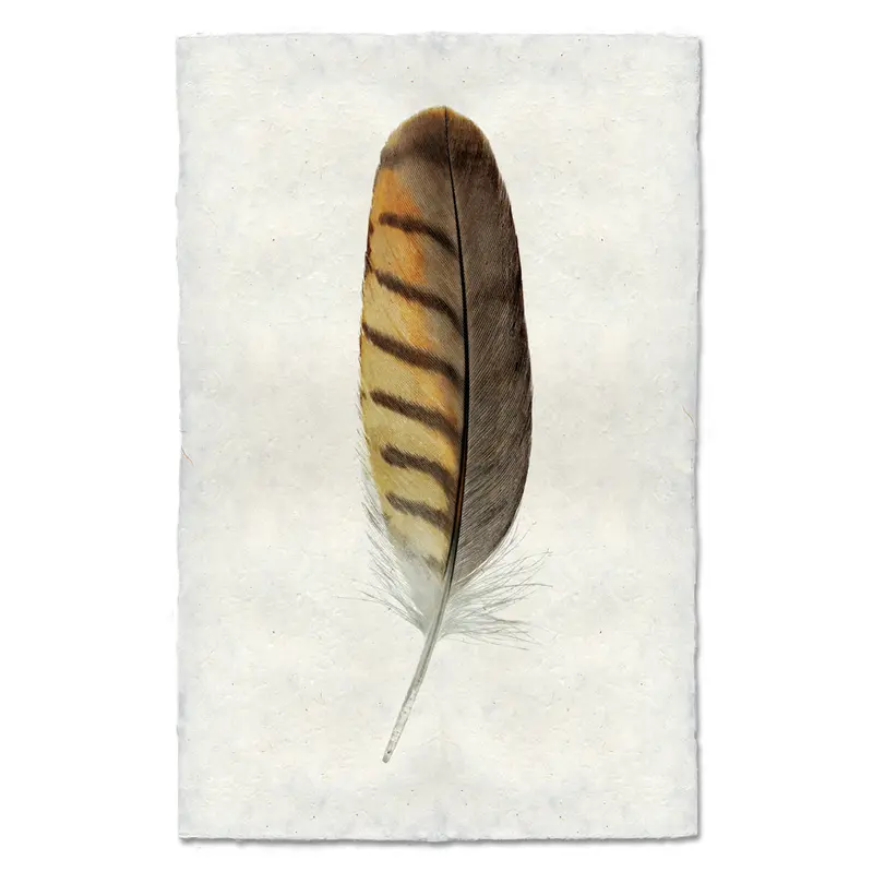 Gray-Lined Hawk 1
