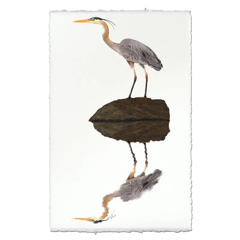 Great Blue Heron 1