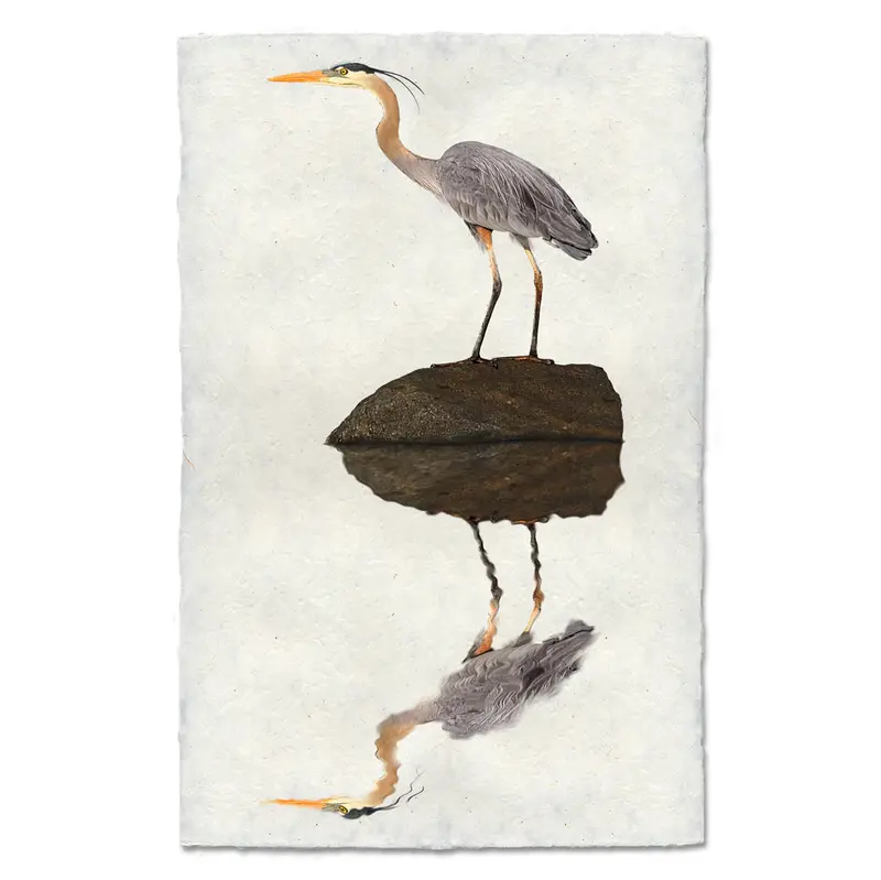 Great Blue Heron 2