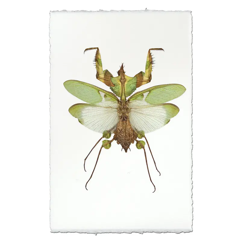Green Praying Mantis 1