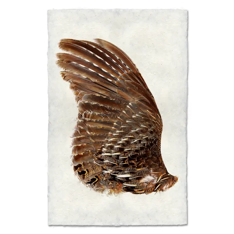 Grouse Wing (Left) 1