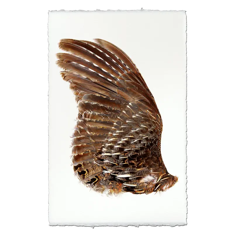 Grouse Wing (Left) 2