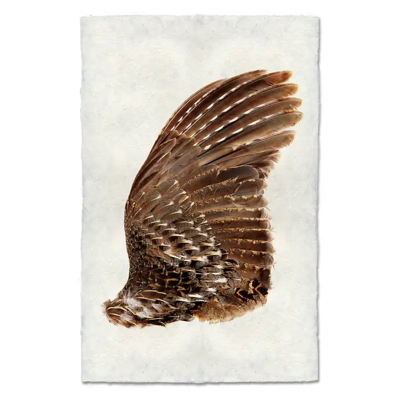 Grouse Wing (Right) 1