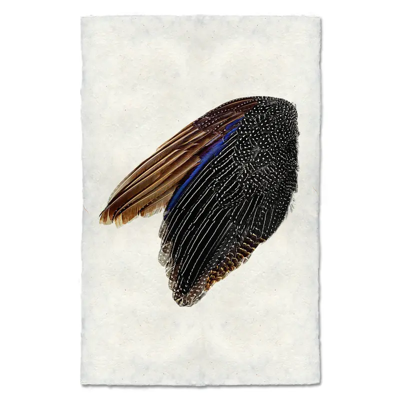 Guinea Fowl Wing (Left) 1