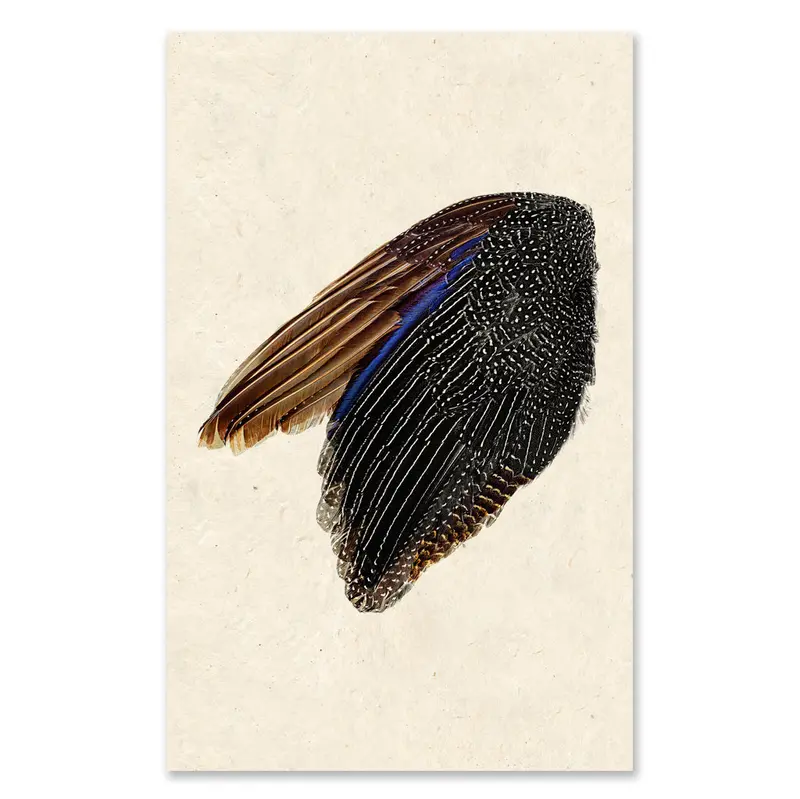 Guinea Fowl Wing (Left) Grand Format 1