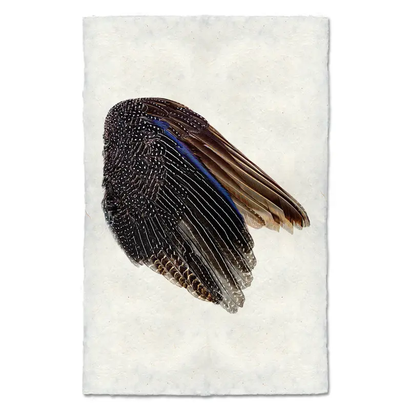 Guinea Fowl Wing (Right) 1