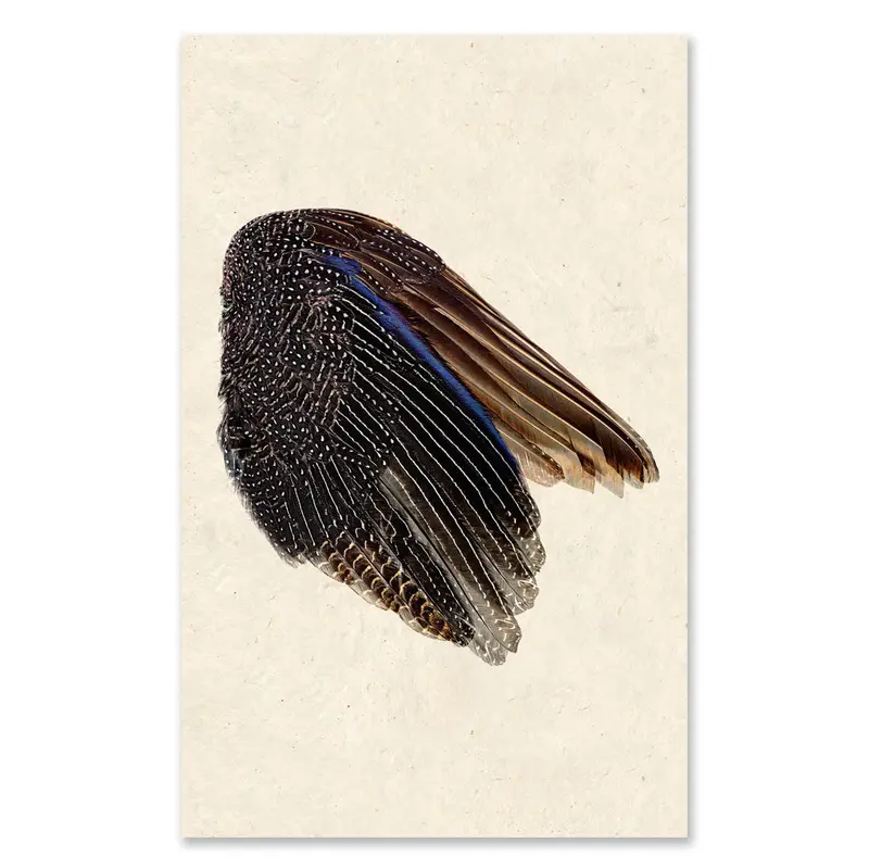 Guinea Fowl Wing (Right) Grand Format 1