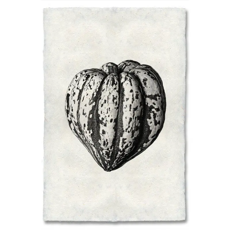 Heirloom Squash 1