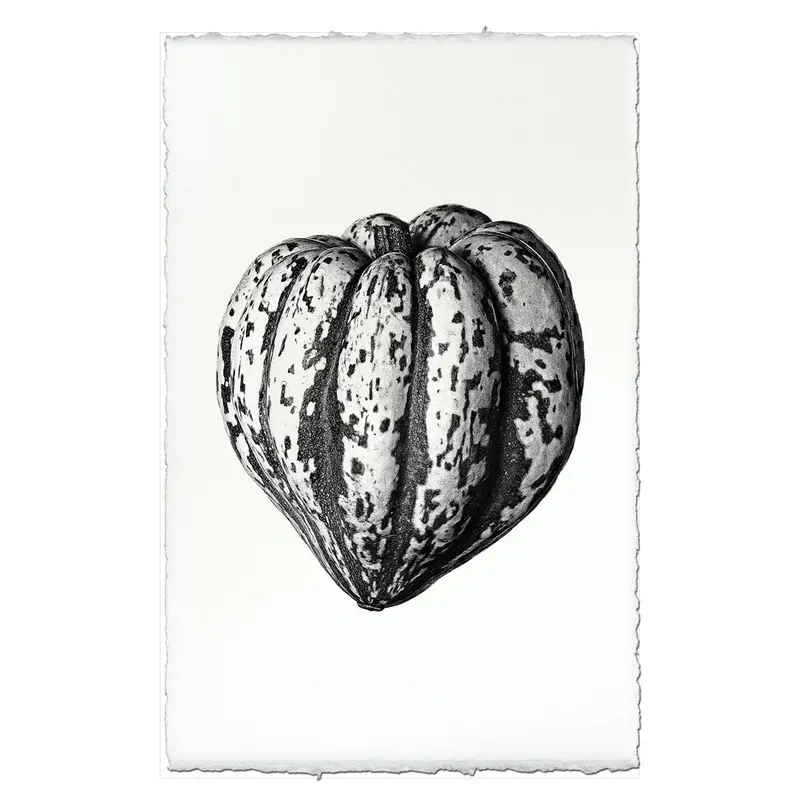 Heirloom Squash 2