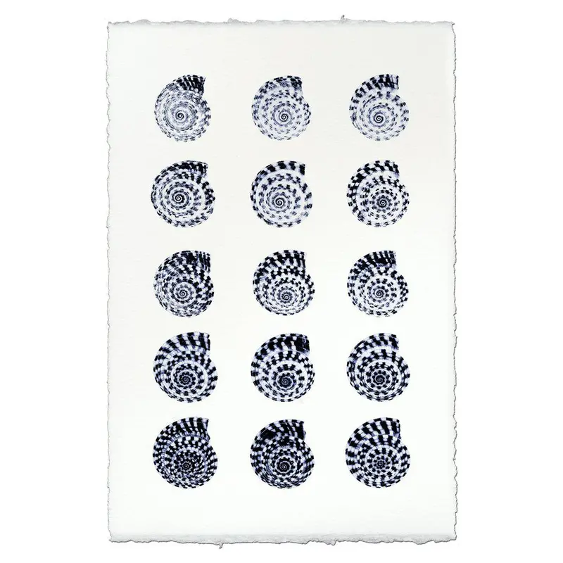 Heliacus Shells 1