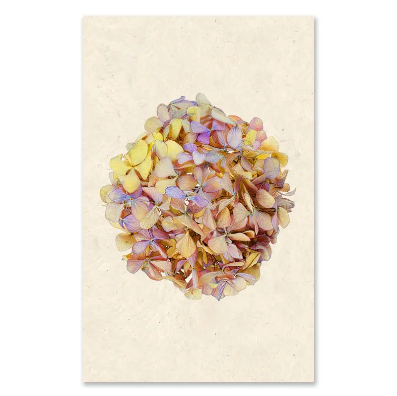 Hydrangeas #6 Grand Format 1
