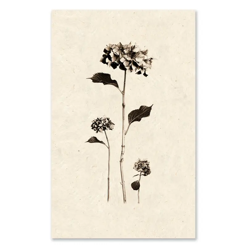 Hydrangeas Grand Format 1