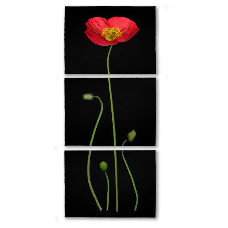 Iceland Poppy Color On Black Trilogy 1