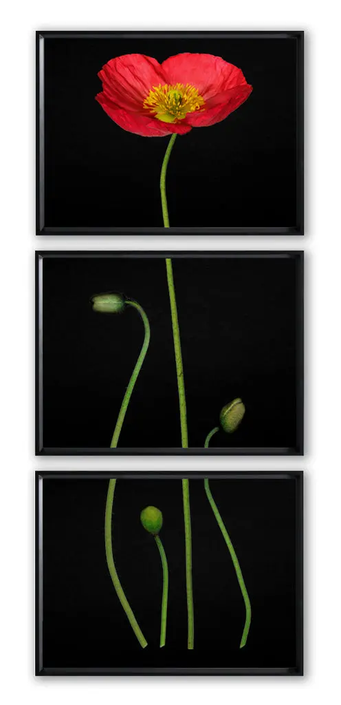 Iceland Poppy Color On Black Trilogy 2