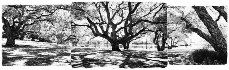 Lake Merritt Trees- Oakland, Ca 1