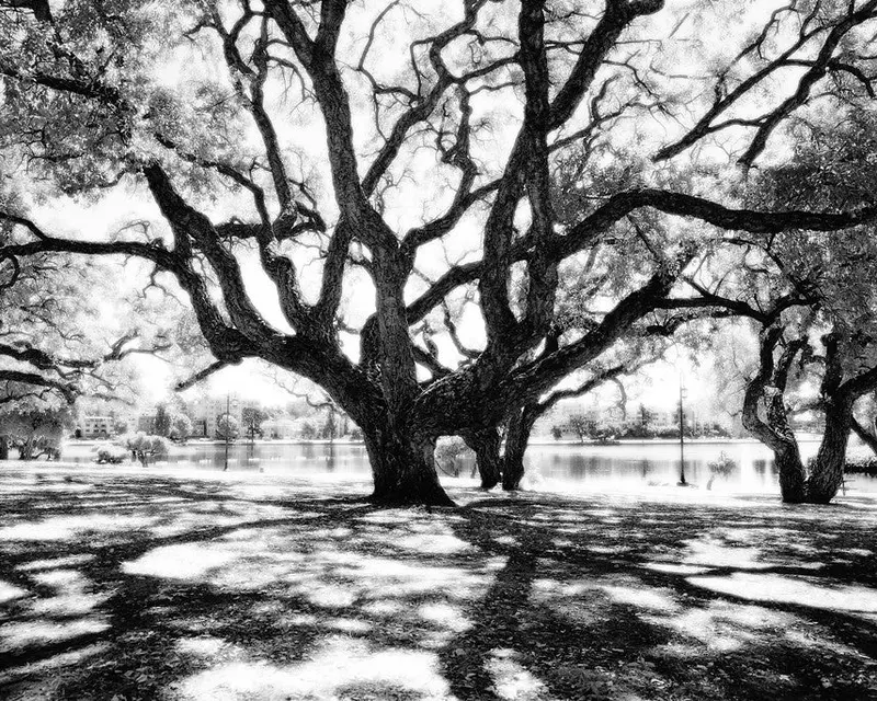 Lakeside Tree, Lake Merritt- Oakland, Ca 1