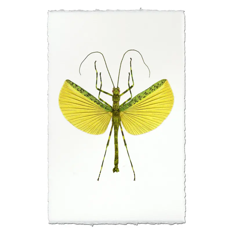 Lemon & Lime Stick Bug 1