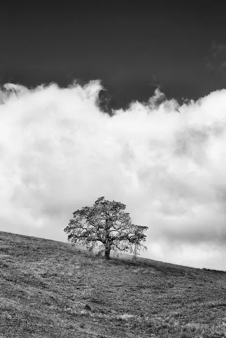 Lone Oak - Contra Costa, Ca 1