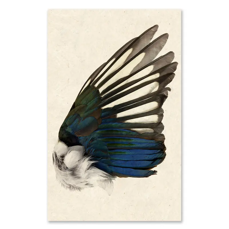 Magpie Wing (Right) Grand Format 1