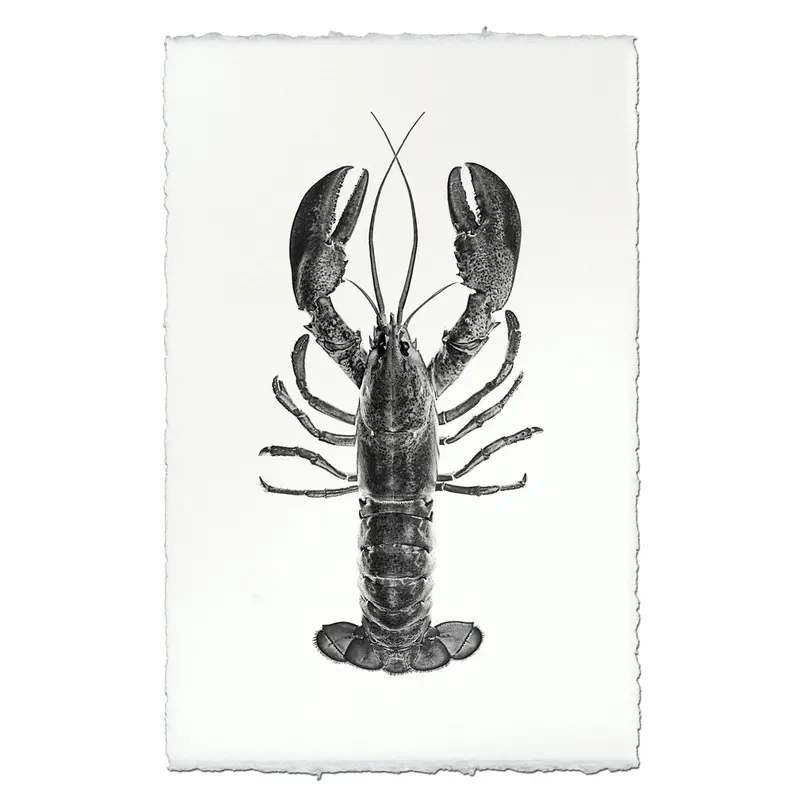 Maine Lobster (Black) 1