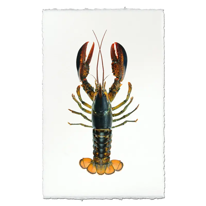 Maine Lobster (Natural) 1