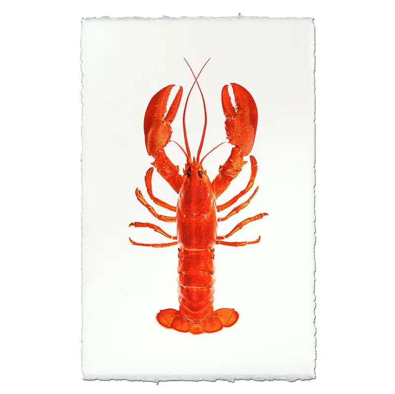 Maine Lobster (Red) 1