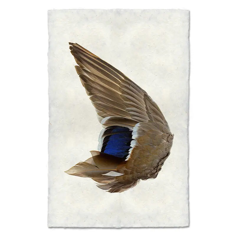 Mallard Duck Wing (Left) 1
