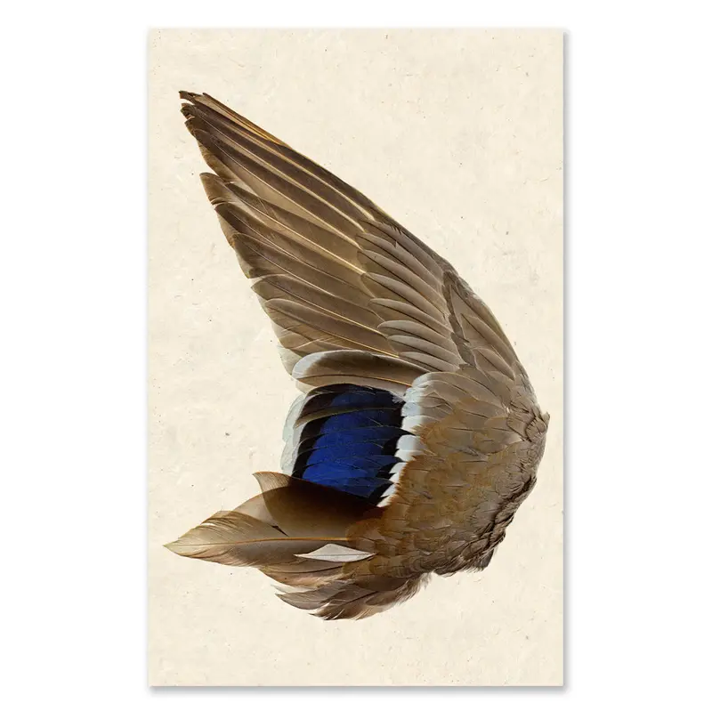 Mallard Duck Wing (Left) Grand Format 1
