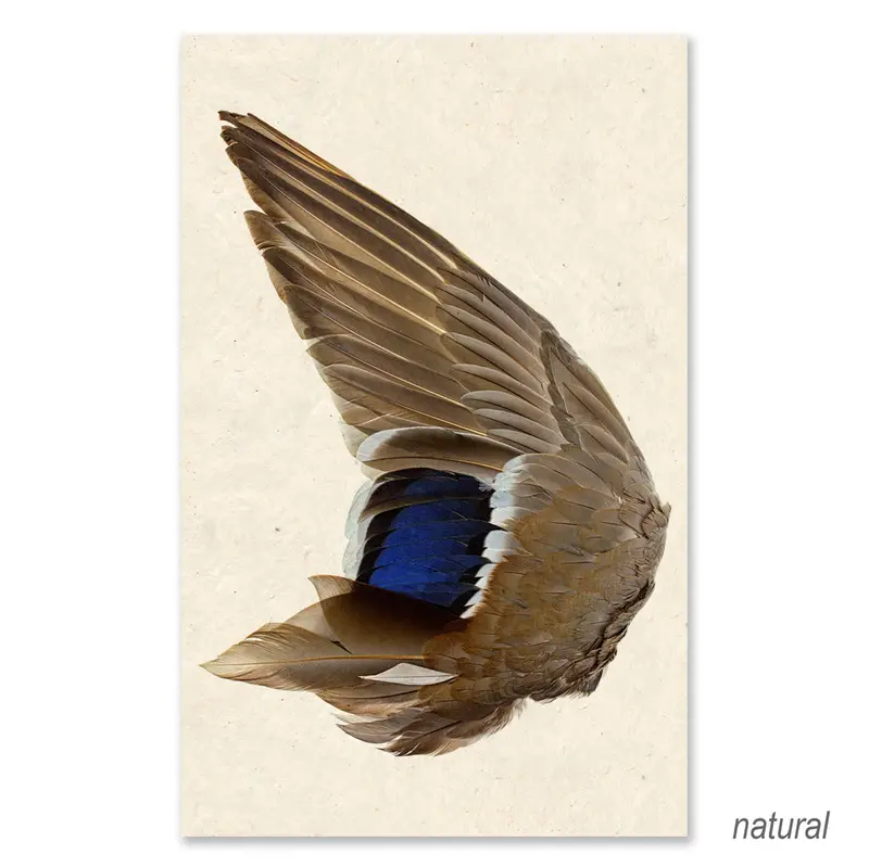 Mallard Duck Wing (Left) Grand Format 2
