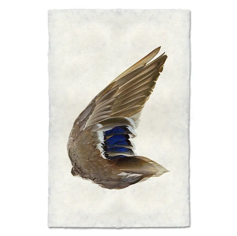 Mallard Duck Wing (Right) 1