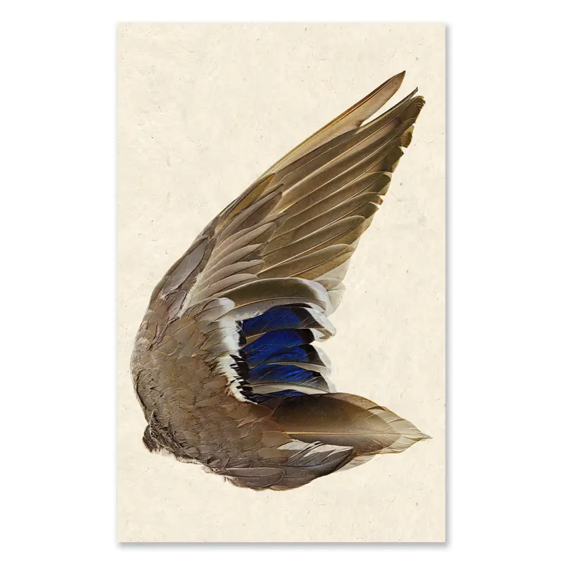 Mallard Duck Wing (Right) Grand Format 1