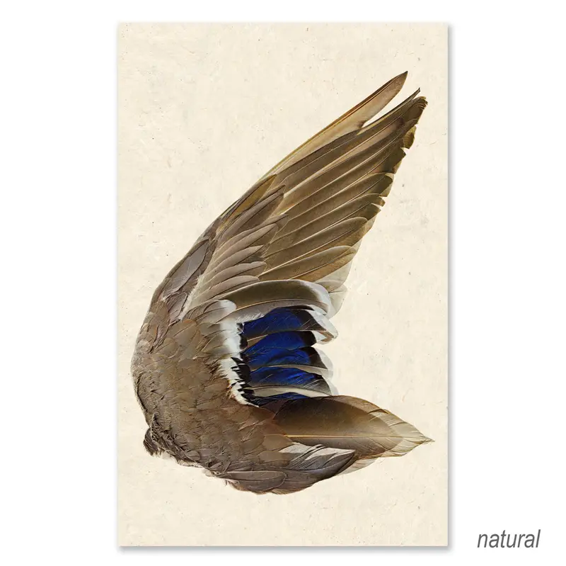 Mallard Duck Wing (Right) Grand Format 2