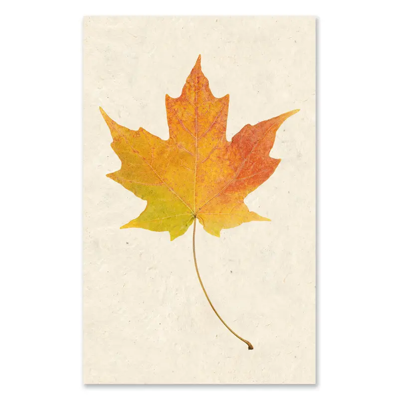 Maple Grand Format 1