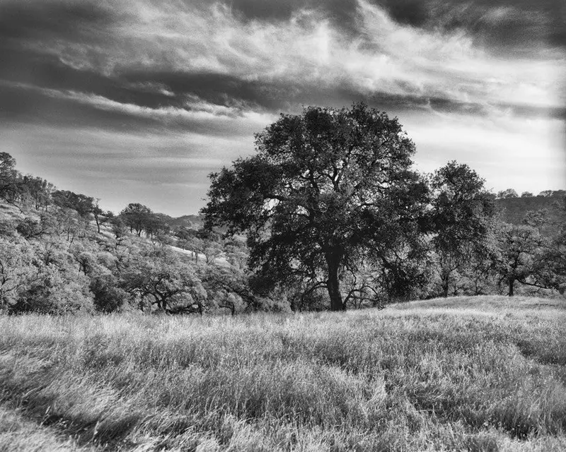 Mount Diablo Study #3- Contra Costa, Ca 1