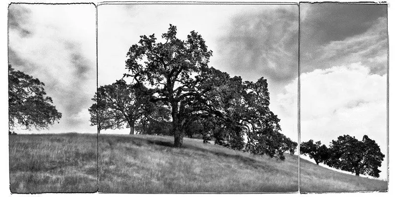 Mt. Diablo Study #2 - Contra Costa, Ca 1
