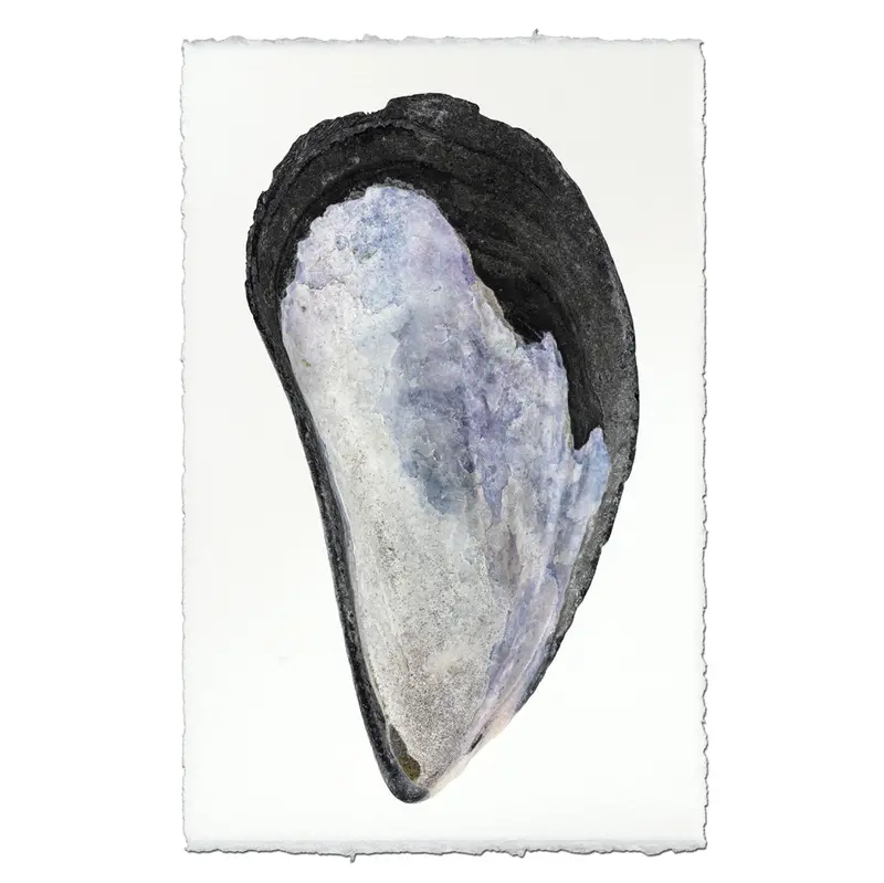 Mussel Shell #1 1