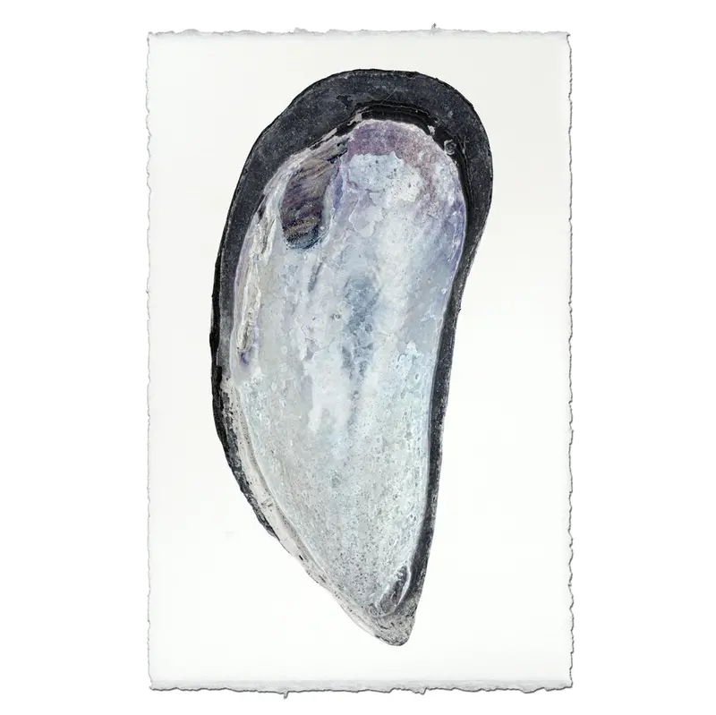 Mussel Shell #2 1