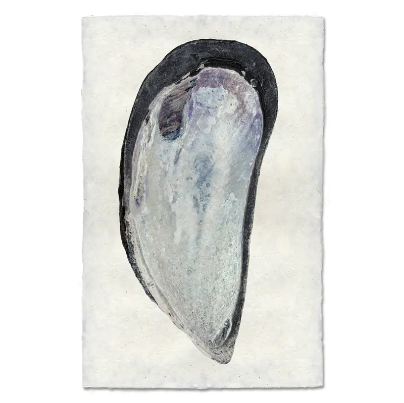 Mussel Shell #2 2