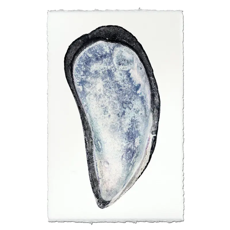 Mussel Shell #3 1