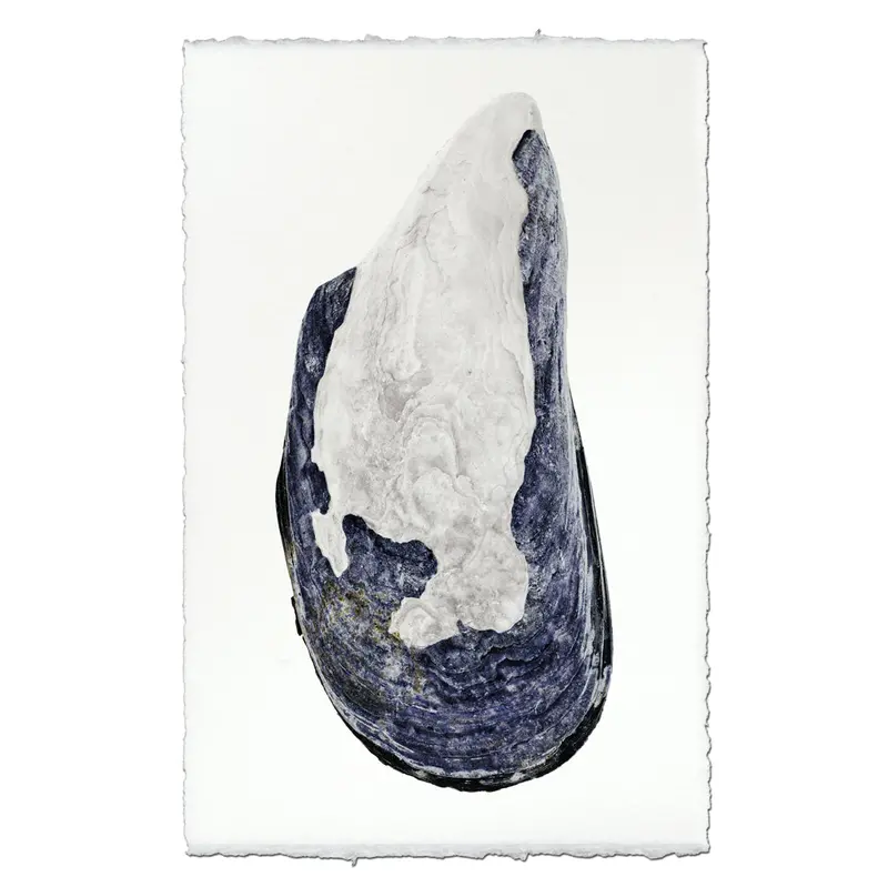 Mussel Shell #4 1