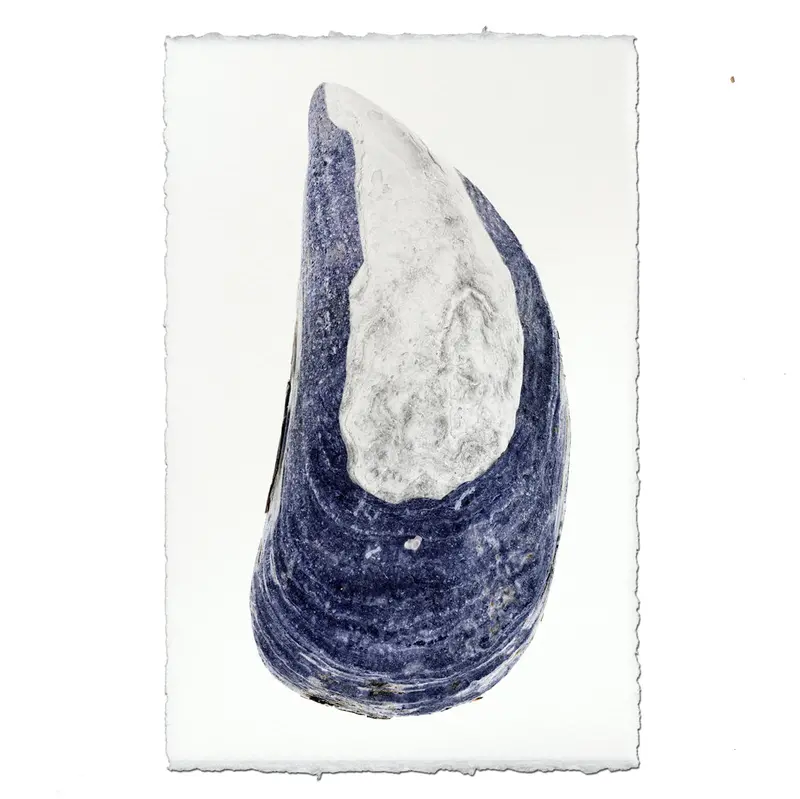Mussel Shell #5 1