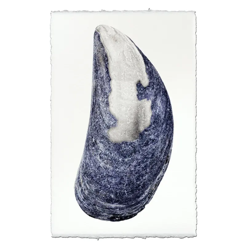 Mussel Shell #6 1