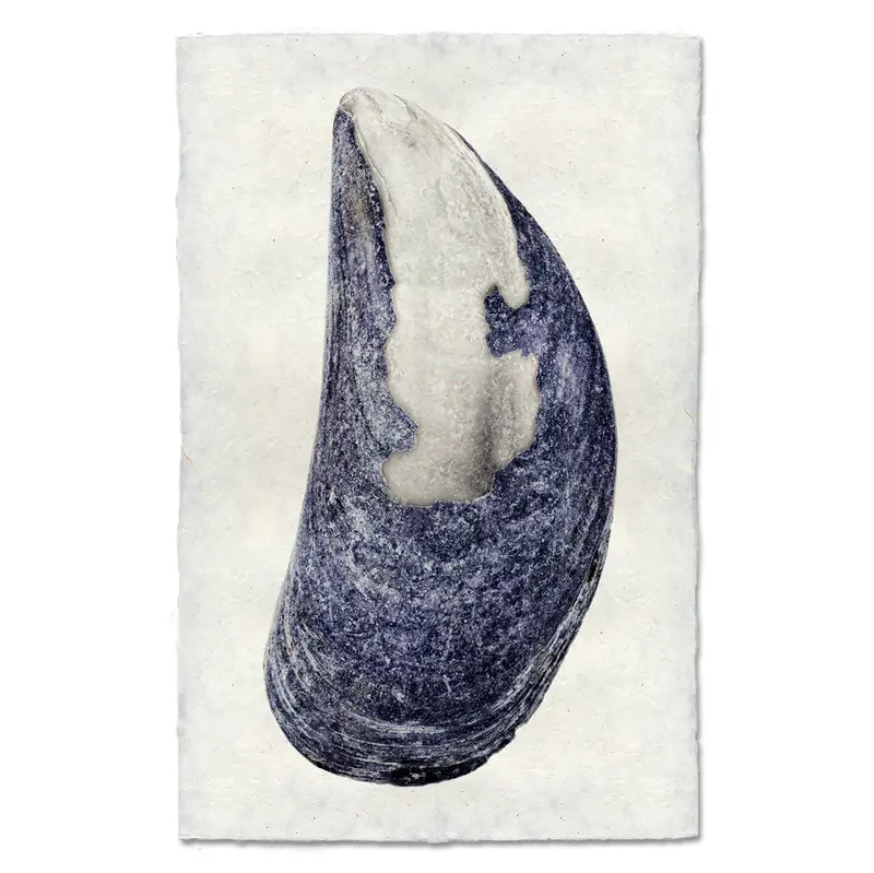 Mussel Shell #6 2