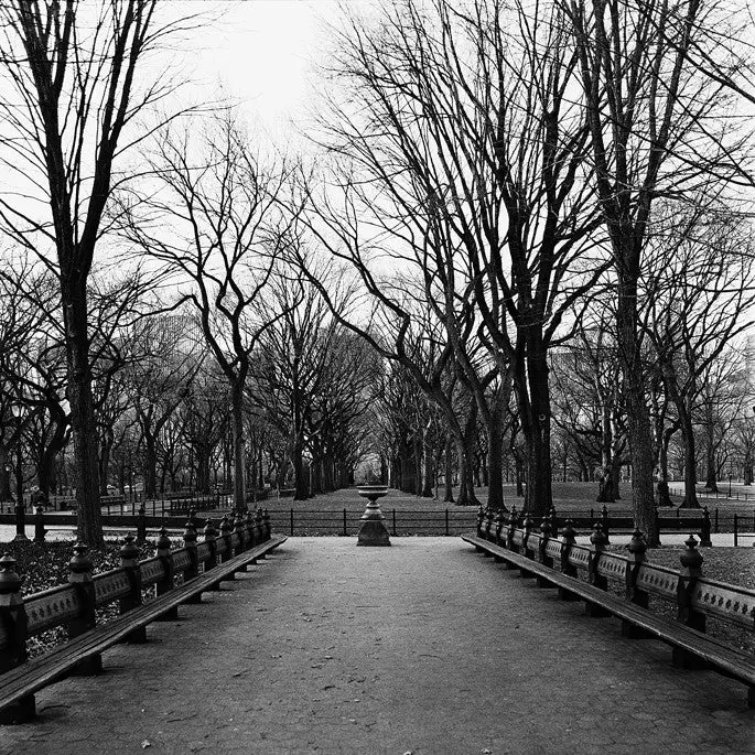 Naked Trees - Central Park, Ny 1