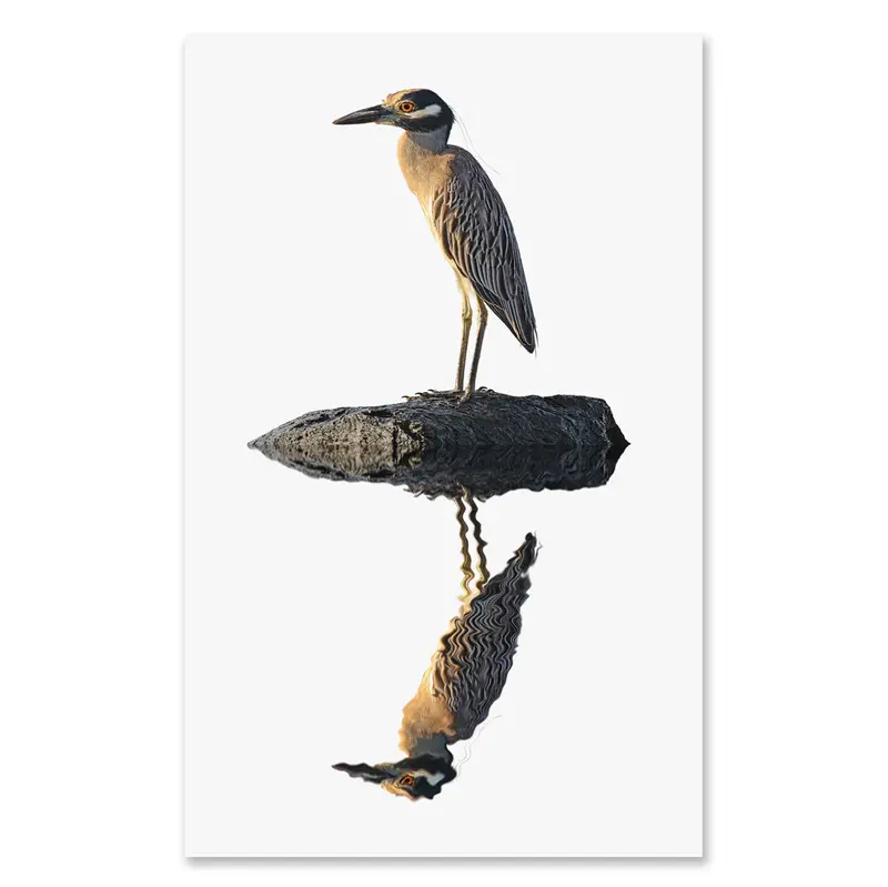 Night Heron Grand Format 1