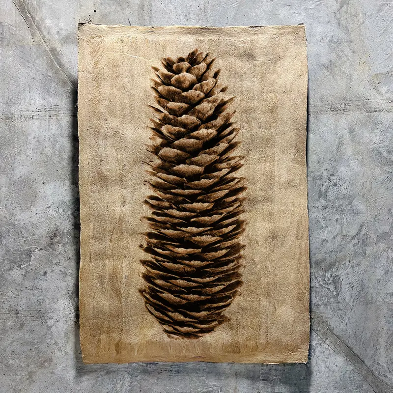 Norway Spruce (Amate Sierra) 1