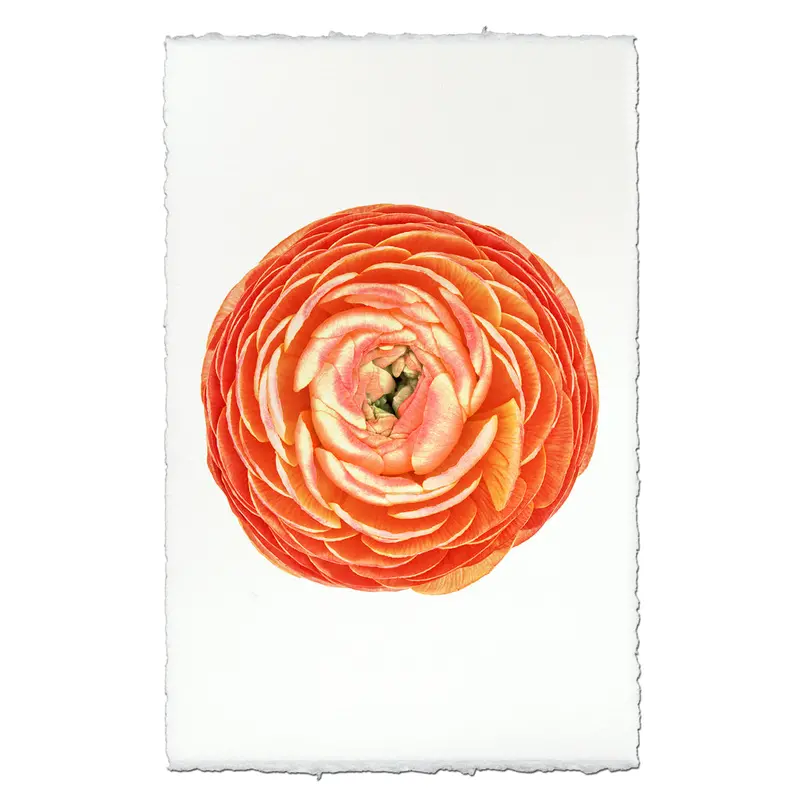 Orange Ranunculus 1