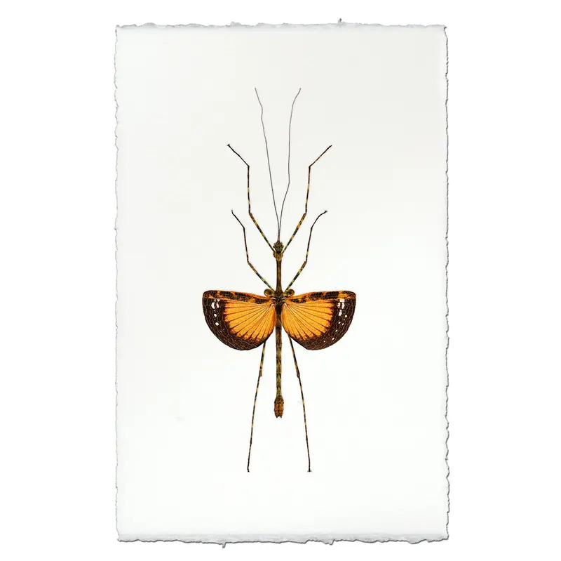 Orange Stick Bug 1