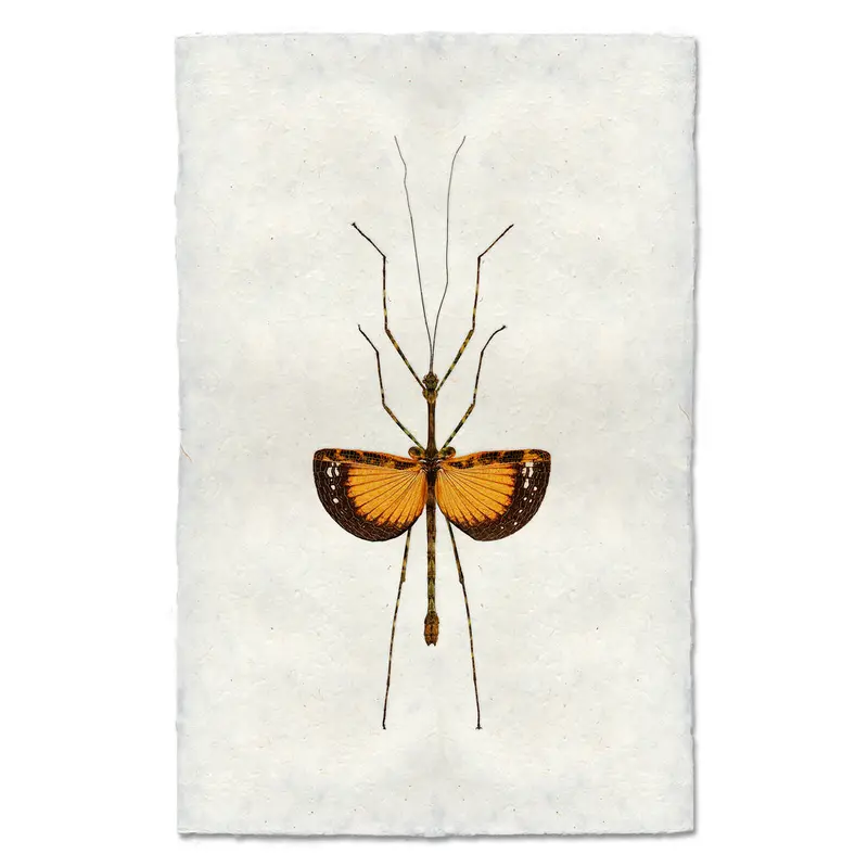 Orange Stick Bug 2
