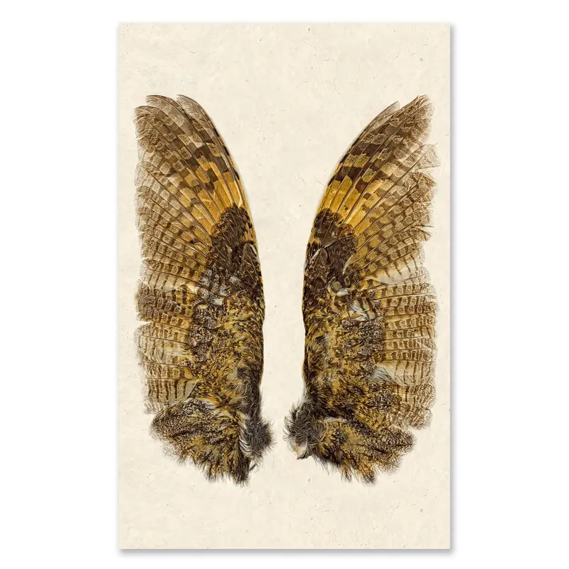Owl Wings Grand Format 1